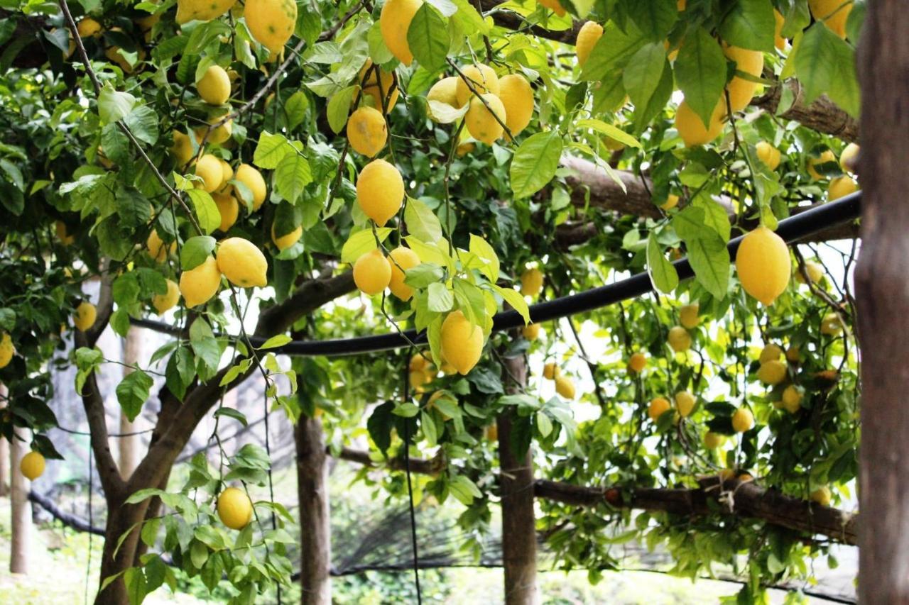 Poggio Angelarosa: Lemon Garden Stay&Relax Scala Exteriér fotografie